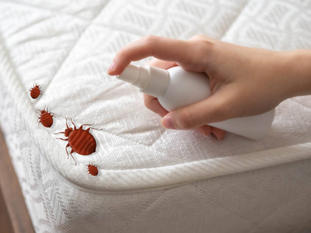 Best Termite Control Services  in Muscoy, CA