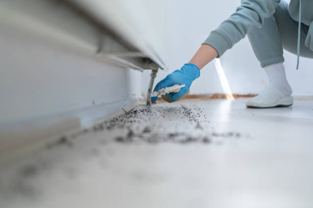Flea Control Services in Muscoy, CA